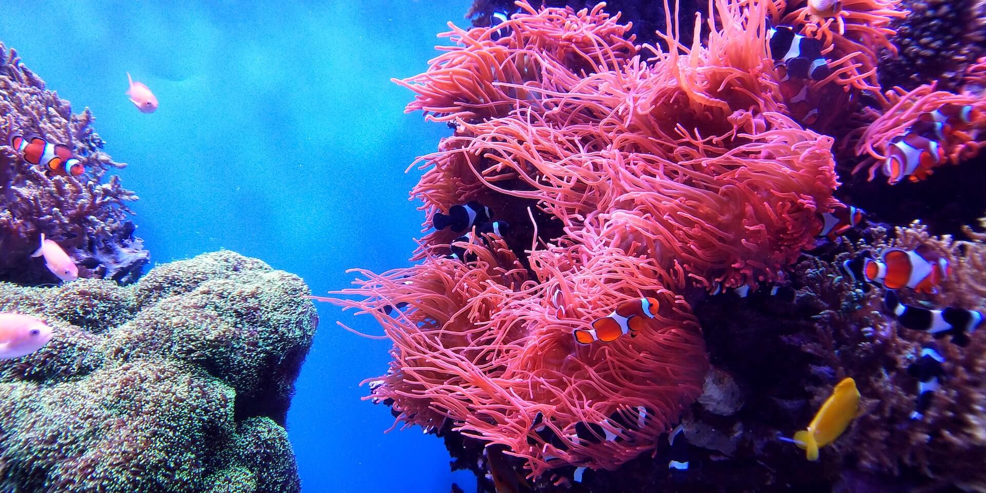 Love coral reefs Love coral reefs